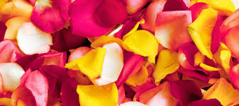 Rose Petals